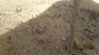 Ants Army moving for food