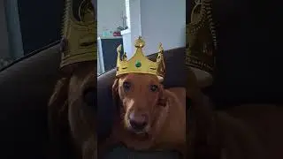 🐕🧡 #dog #labrador #foxredlab #foxredlabs #dogs #dogshorts #dogshort #familydog #familydogs