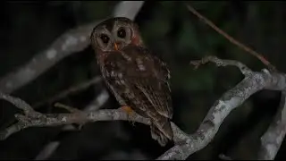 African Wood Owl &ndash; Chouette africaine (Strix woodfordii)