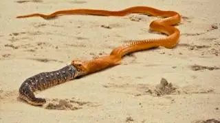 This Snake Was Being Eaten&hellip; Then Gravity Saved Its Life