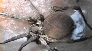 Hogna radiata, разродилась! 2014