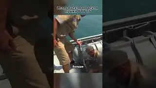 Огромное итальянское морское орудие #новости