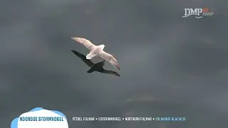 Rich biodiversity of the North Sea