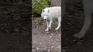 #white wolf #witte wolf #wolven #wolves #Artis dierentuin zoo Amsterdam Nederland Netherlands