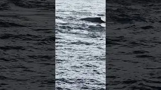 So many humpback whales 😃😲🐳 #humpbackwhale #wildlife #nature #australia #ocean #whale #whalewatching