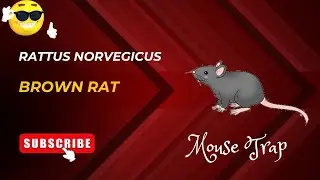 Rat Trap | Brown Rat | Animals | #rat #plague #animals #zoology
