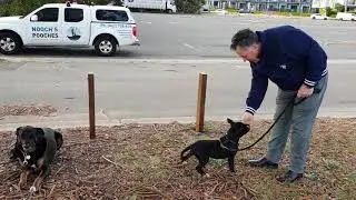 COUNTER CONDITIONING WITH STAFFY PUPPY