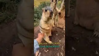 Le marmotte e le mano #shorts