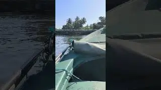 Madu River  Boat Safari, Sirlanka Jan 2024 #travel #srilanka