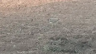 ||Beautiful Titeeri||#titeeri bird##Nature##birds##