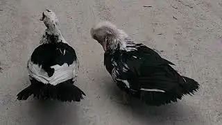 Adorable Duck Couple Cross the Road &mdash; Days Later, They Return with Their Babies! 🦆❤️
