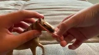 Schleich Halfter diy