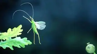 Oak Bush Cricket Sound