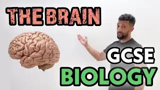GCSE Biology - The Brain