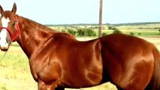 La mariposa LOS RAYANTES DEL VALLE