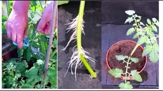 How to Grow Tomatoes from Cuttings