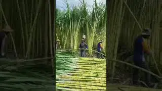 Largest Sugarcane #agriculture  #sugarcane