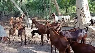 Top Goat Breeds of Pakistan | Sindh | Top Meat producing | World famous breeds kamori