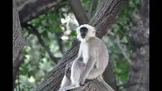 Langur Sound / Monkey Voices / Real Animal Sounds