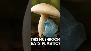 This Mushroom EATS Plastic?! 🍄♻️ Nature&rsquo;s Clean-Up Crew