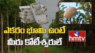 To the point : ఎకరం భూమి ఉంటే మీరు కోటీశ్వరులే | Mahogany Farming| hmtv