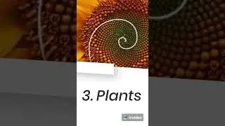 7 Interesting EXAMPLES of Golden Ratio #Math #Golden Ratio #Examples #youtubeshorts #facts #viral