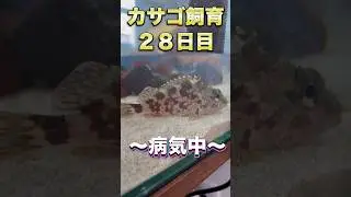 【カサゴ飼育〜２８、２９日目】病気のカサゴに食欲が戻った🤣 #カサゴ #釣り #飼育 #きまぐれクック大好き #熊本 #アクアリウム