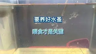 想要养好水蚤喂食才是关键，3天时间就可以捞起喂鱼了