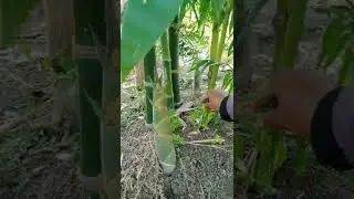 Rainy season bamboo tree, shorts