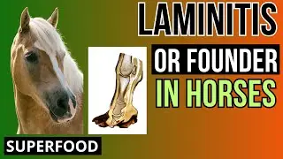 Laminitis in Horses  Signs, Prevention, Nutrition