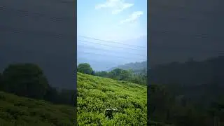 Gopaldhara Tea Garden 2024, Mirik