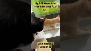 Indoor cat meets outdoor cat. Play between the glass window. #indoorcat #outdoorcat #kiwicats
