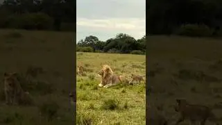 When Cubs Bite the Lion's Tail & Run Away 😅 Serengeti National Park #lion #cubs #wildlife #shorts