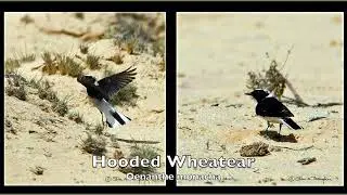 Wheatear Species