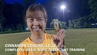 WOPC Member&rsquo;s Cinnamon Conure Completes Basic Freeflight Training