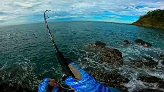 Increible PEZ GALLO en acción en Costa Rica