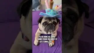 Happy Birthday to me!! 🎉 #pug #dog #happybirthday