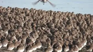 dunlins