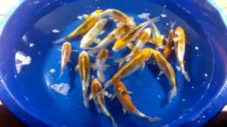 Куджаку+дойцу Куджаку  Oofuchi
