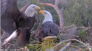 NEFL Eagles~Beau's 2nd Mating Attempt! Gabby Shuts Him Down FAST! Long Pine Branch Overboard 9.16.25