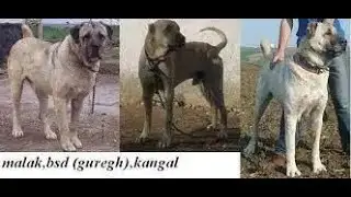 Kings of the Dog World : Boz Shepherd vs Wolves - EPIC! / Boz compared to the Kangal and Ovcharka.
