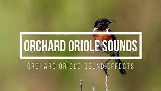Orchard Oriole Sound Effect 🪺 Orchard Oriole Singing