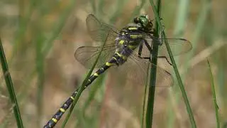Kongeguldsmed, Cordulegaster boltoni - Common Goldenring