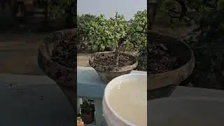 Dwarf Jade before dormancy Fertilizer #oxygengardencorner #gardening #dwarfjadeplantcaretips