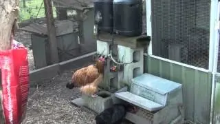 Care for Chickens or Ducks When You Go Away on Vacation Holiday