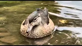 Immature Male Wood Duck hanging out with Mallards