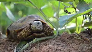 tortoise Relaxing music||Spa music|| Yoga music|| Study music|| meditation music