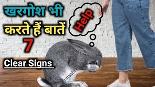 7 Clear Signs आपके खरगोश को आपकी हेल्प की जरूरत है/Rabbit Body Language.