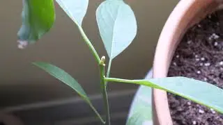 PRUNING MY MANGO TREE AND AVOCADO TREE