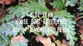 House Boat Royal Belum | Temenggor Lake